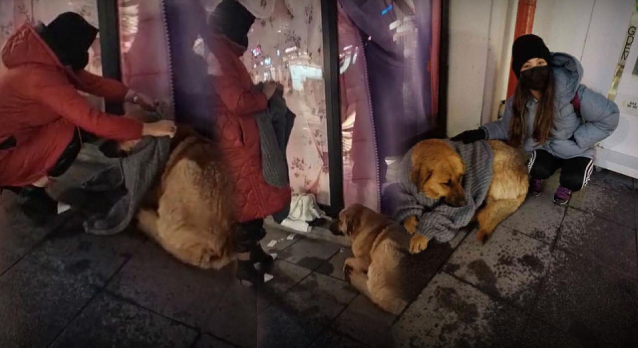 Mağazadan aldığı kazağı köpeğe giydirdi