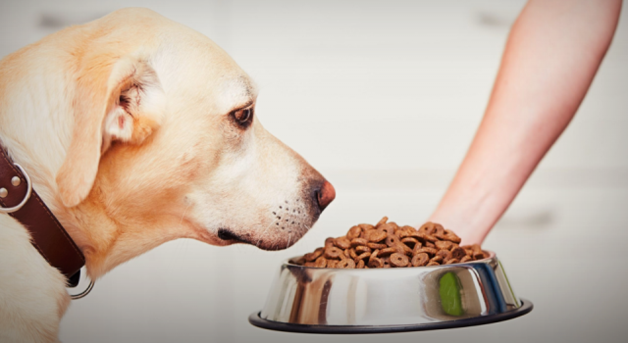 Evcil hayvan mamalarına KDV indirimi yolda!