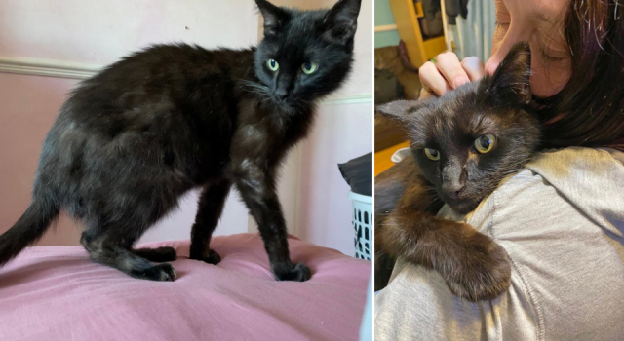 Kedi Torvi, sahibine telefondan seslendi, hasret sona erdi