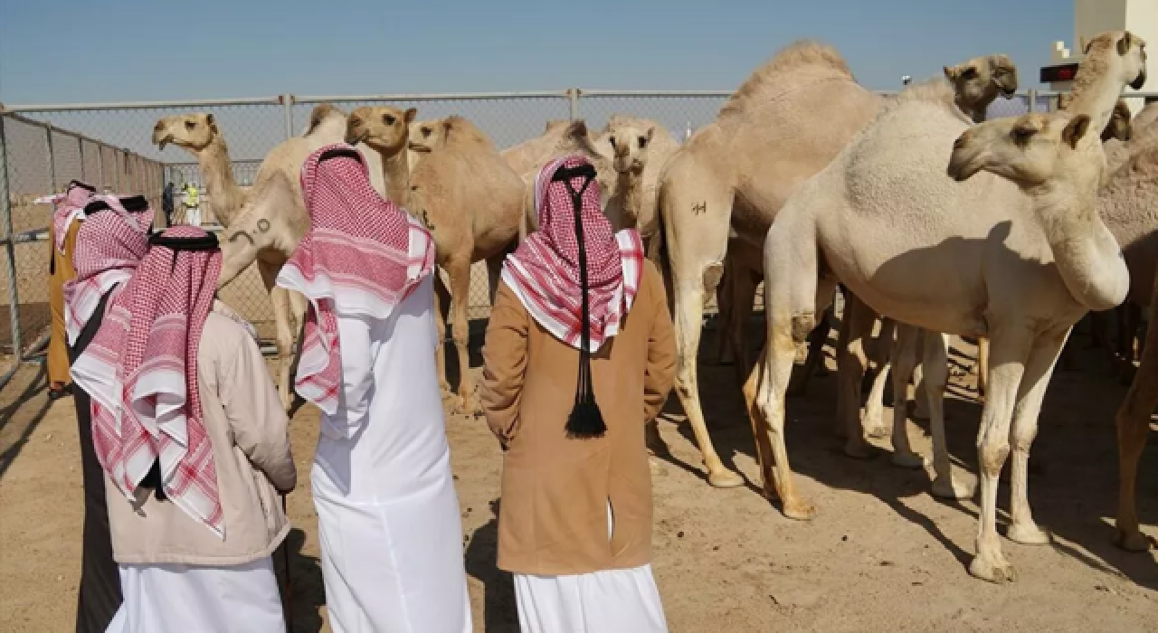 Develer en güzel olmak için yarışıyor