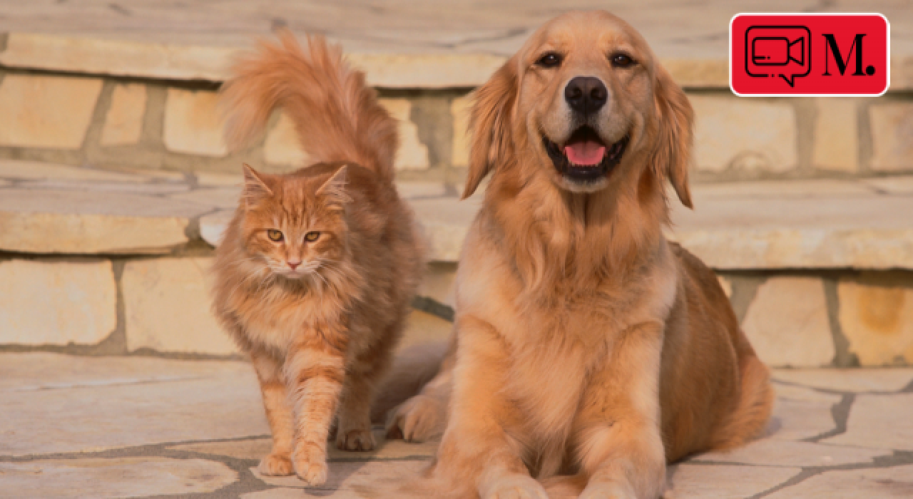 Golden'dan kedi kavgasına müdahale