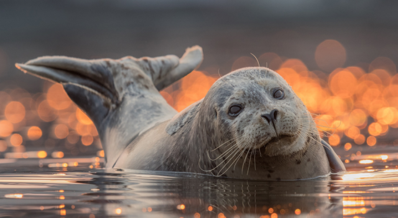 Kumsallarda görülen fokların rahatsız edilmemesi uyarısında bulunuldu