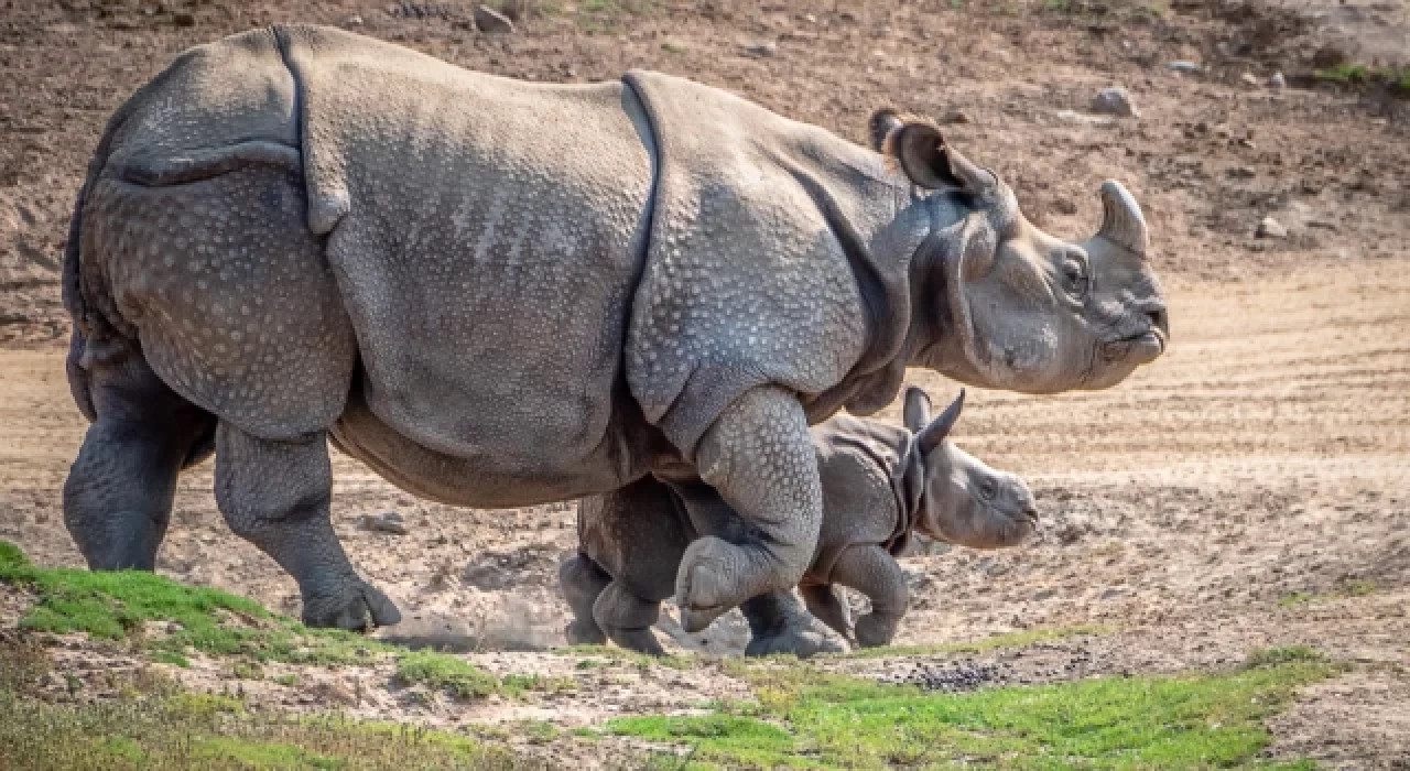 Sumatra gergedanının doğumu ‘umut’ oldu