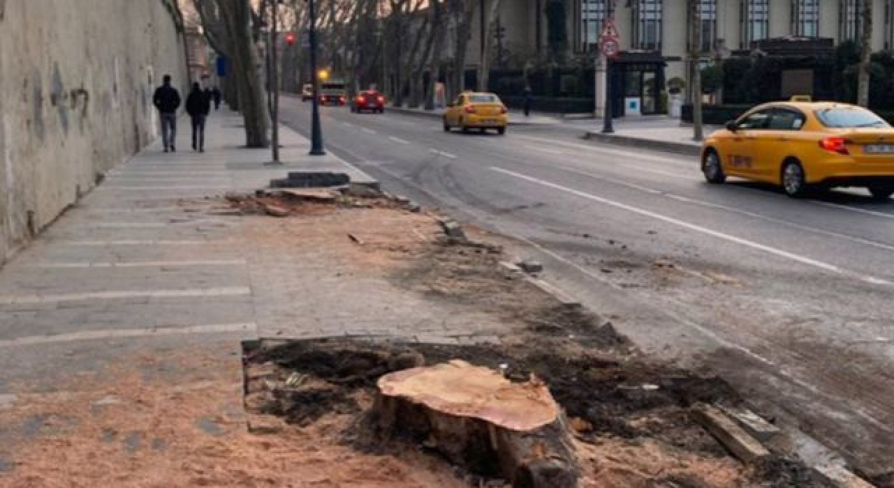 TEMA Vakfı'ndan kesilen ağaçlarla ilgili açıklama: Tedavisi mümkün değil