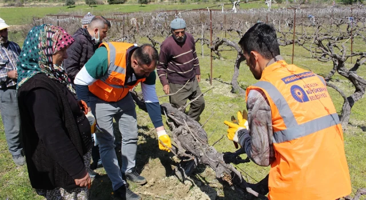 Büyükşehir’den ilçelerde budama ve aşı eğitimi, yerinde ve uygulamalı eğitime üreticilerden yoğun ilgi