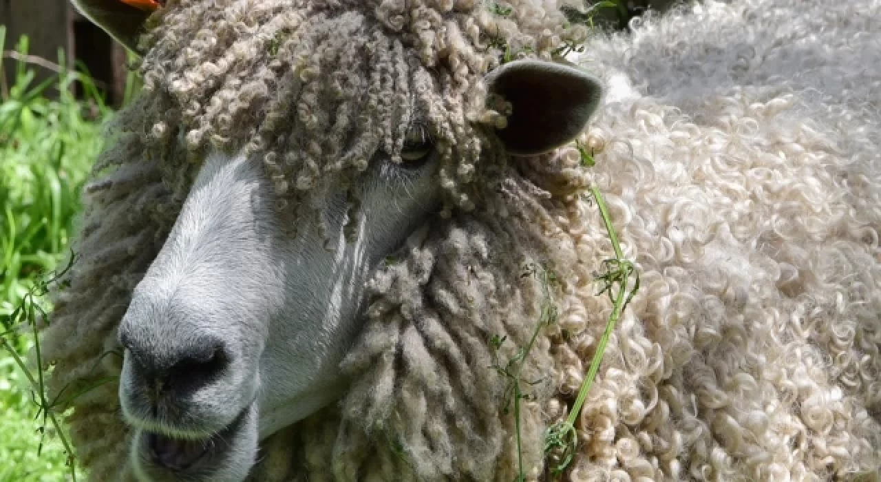 Kaçak koyun, tıraş olunca 18.6 kilogram hafifledi