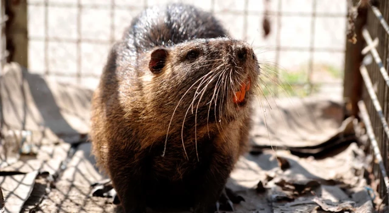 Trakya'yı işgal eden su maymunları için eylem planı başlatıldı