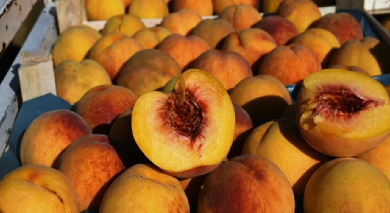 ’Lapseki şeftalisi’ coğrafi işaretiyle üreticisinin elini güçlendirecek