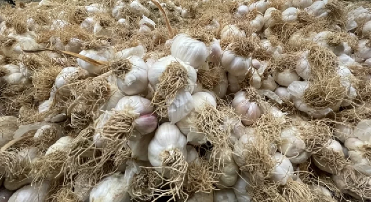 Adana'da tarlada ekili 10 ton sarımsağı çaldılar