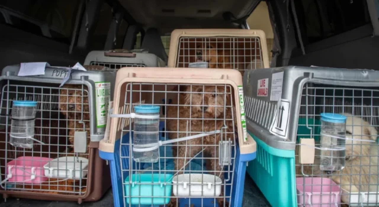 Çin'de "köpek eti festivaline" götürülen 386 köpek kurtarıldı