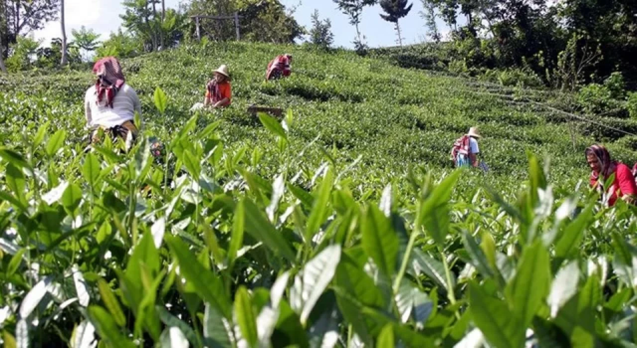 Özel sektör çay alımlarında ÇAYKUR'u solladı