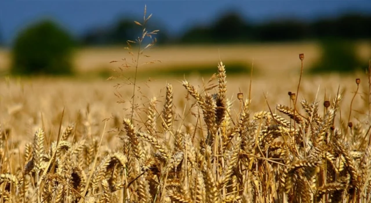 Buğday fiyatları haftaya yükselişle başladı