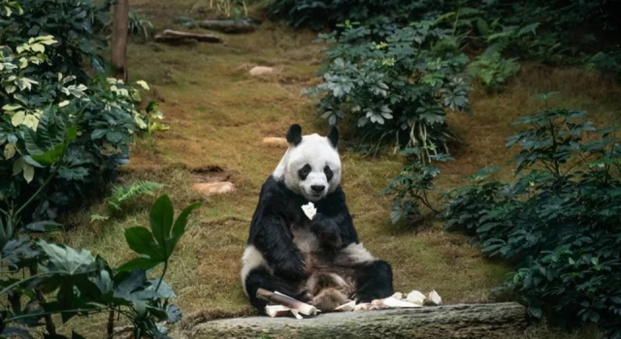 Dünyanın en yaşlı erkek pandası An An hayatını kaybetti