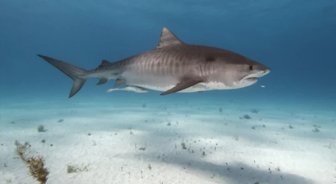 Ege ve Akdeniz'de köpek balığı var mı, saldırma ihtimalleri ne?