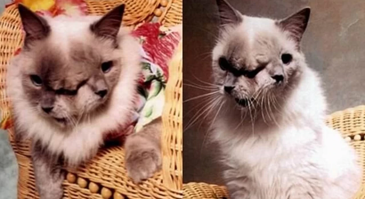 'İki yüzlü' doğan kedi, hayata tutunmayı başardı: İki ağzından da süt içebiliyor
