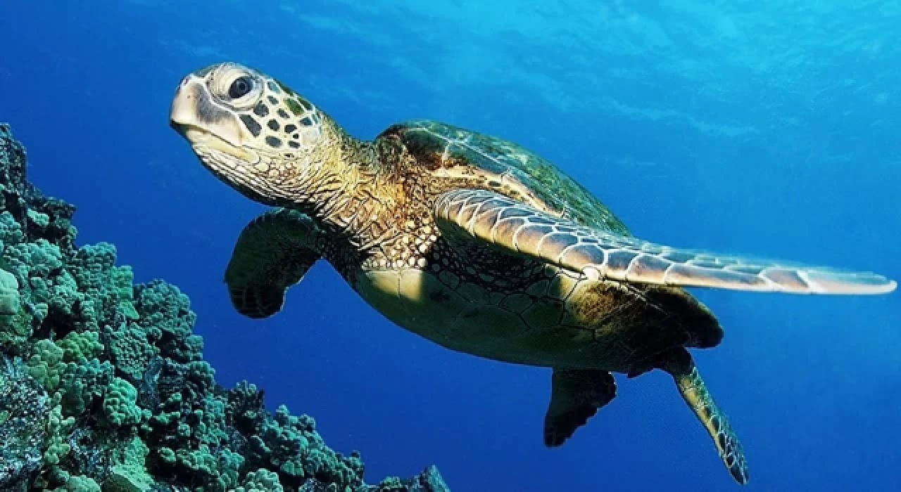 Japonya’da birçok deniz kaplumbağası boyunlarından bıçaklanmış şekilde bulundu