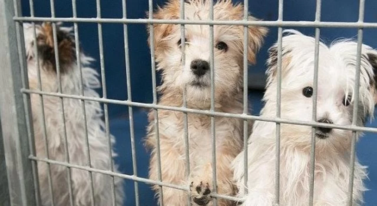 Katalog satışı tepkisi: ‘’O hayvanları pet shoptakinden daha zor günler bekliyor’’