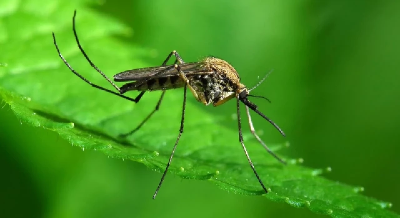 Sivrisinekler neden kan emer?