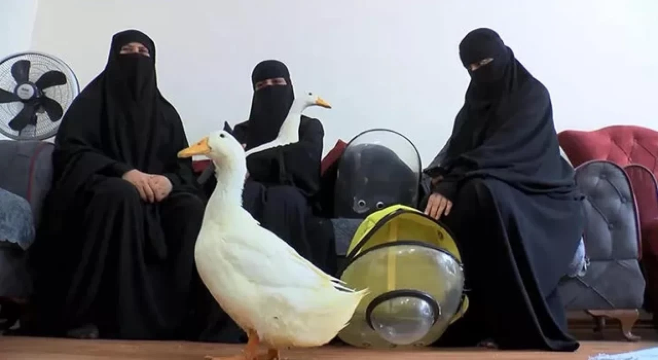 Sosyal medyada gündeme oturan ördeklerin seyri belli oldu