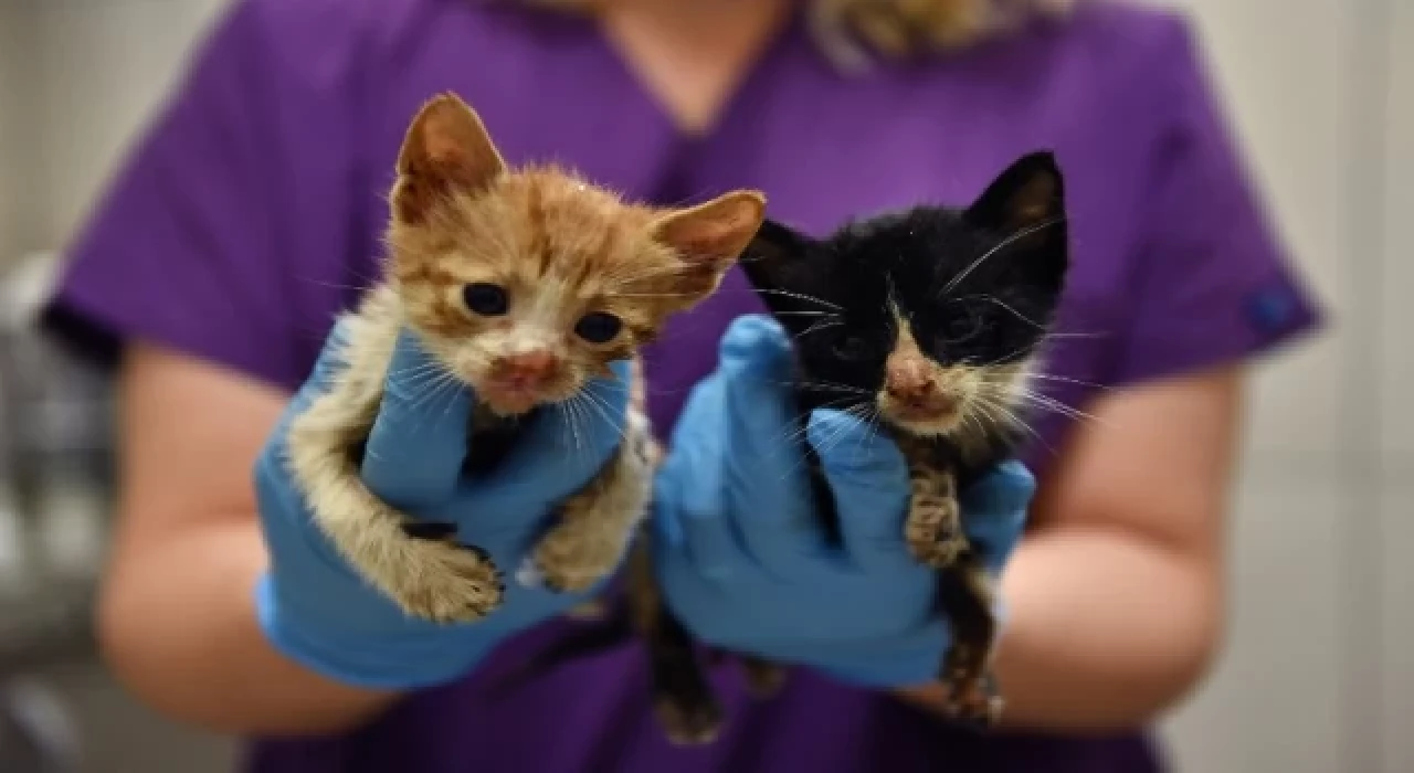 Bursa Osmangazi’de ziften hayata dönüş