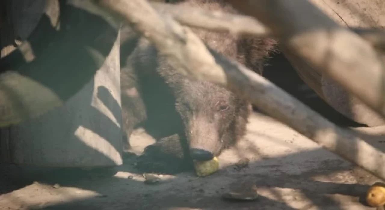Fazla bal yediği için sarhoş olan ayıya armut ikramı