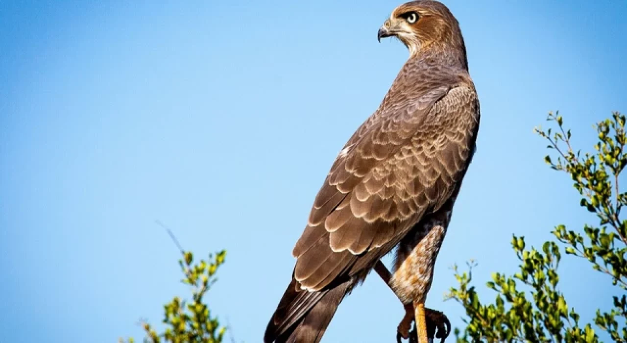 Kayseri'de şahin avlayan 2 kişiye 70 bin lira ceza uygulandı