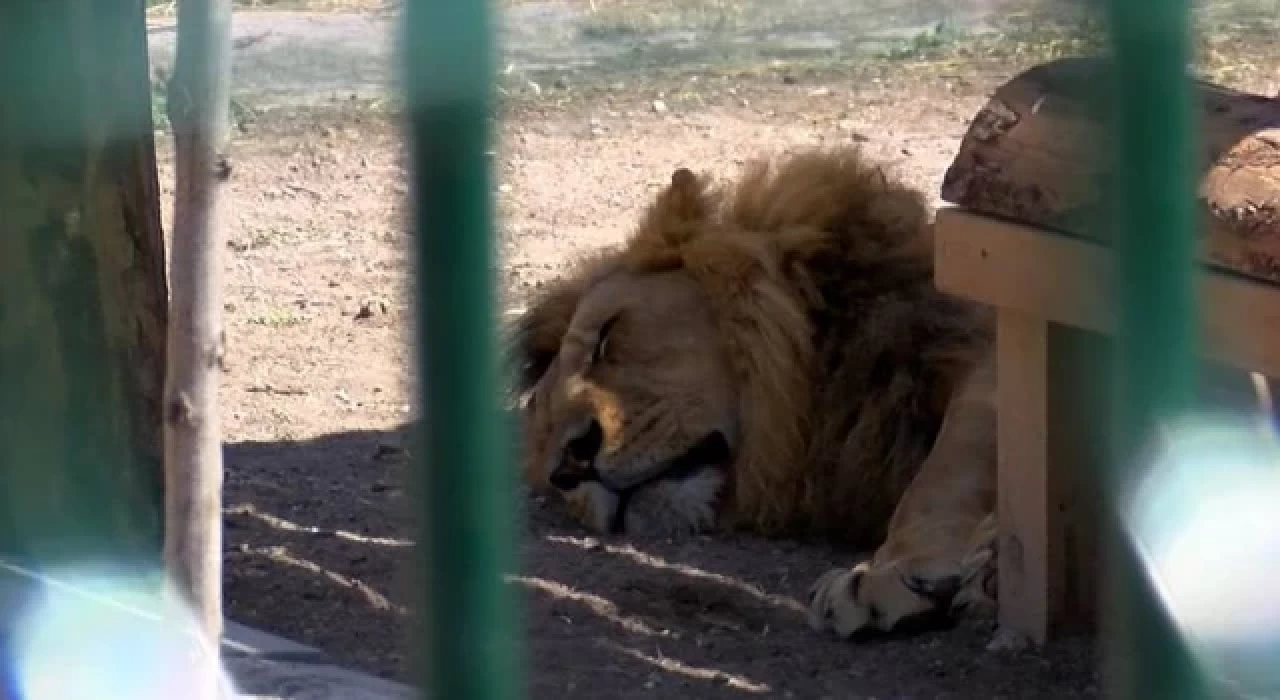 Mahalle arasındaki hayvanat bahçesi için kapatma kararı