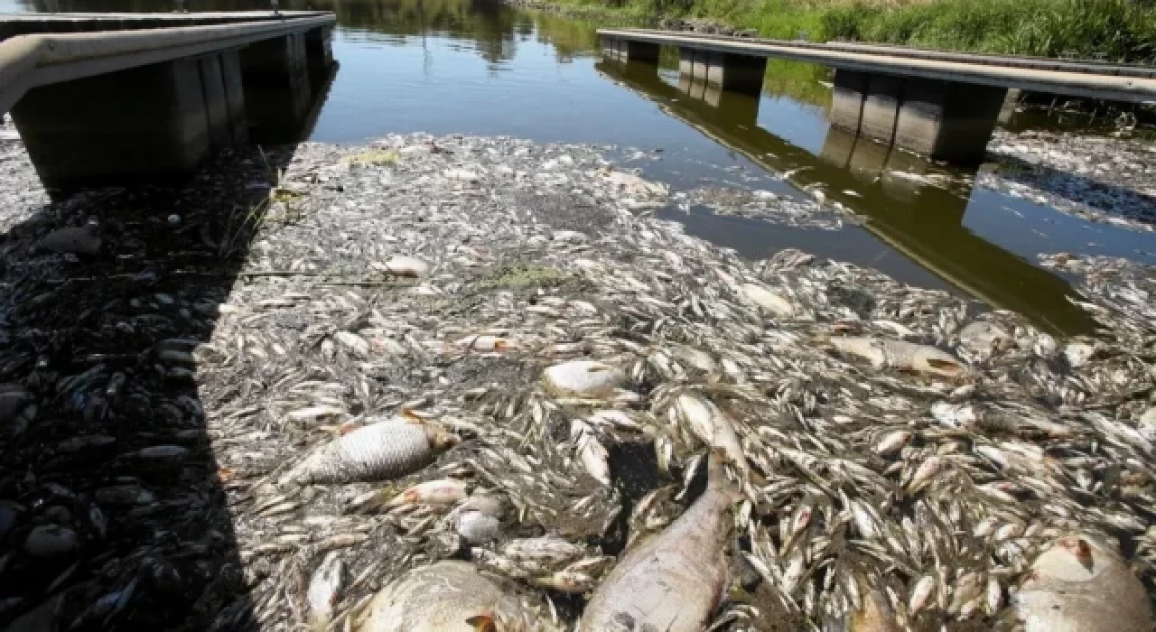 Polonya'da ekolojik felaket: 10 ton balık öldü