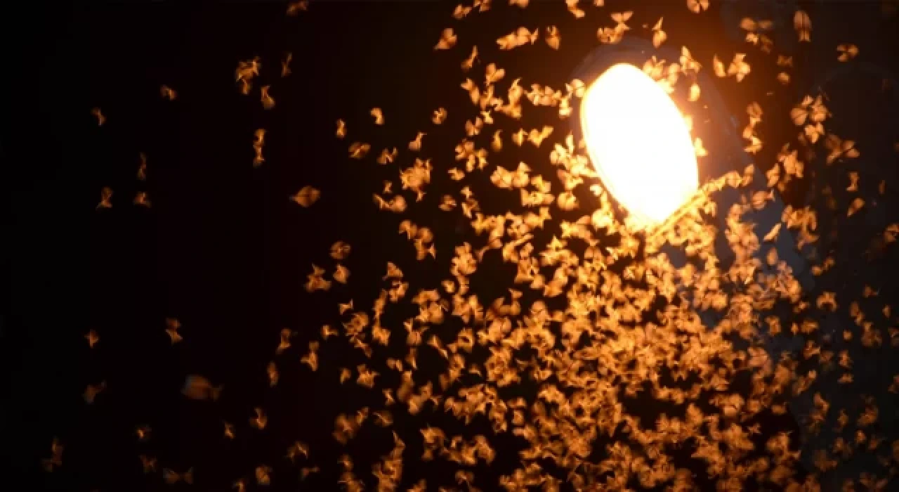 Şırnak’ta çekirge istilası: 'Işıkları açtığımızda evlere geliyorlar'