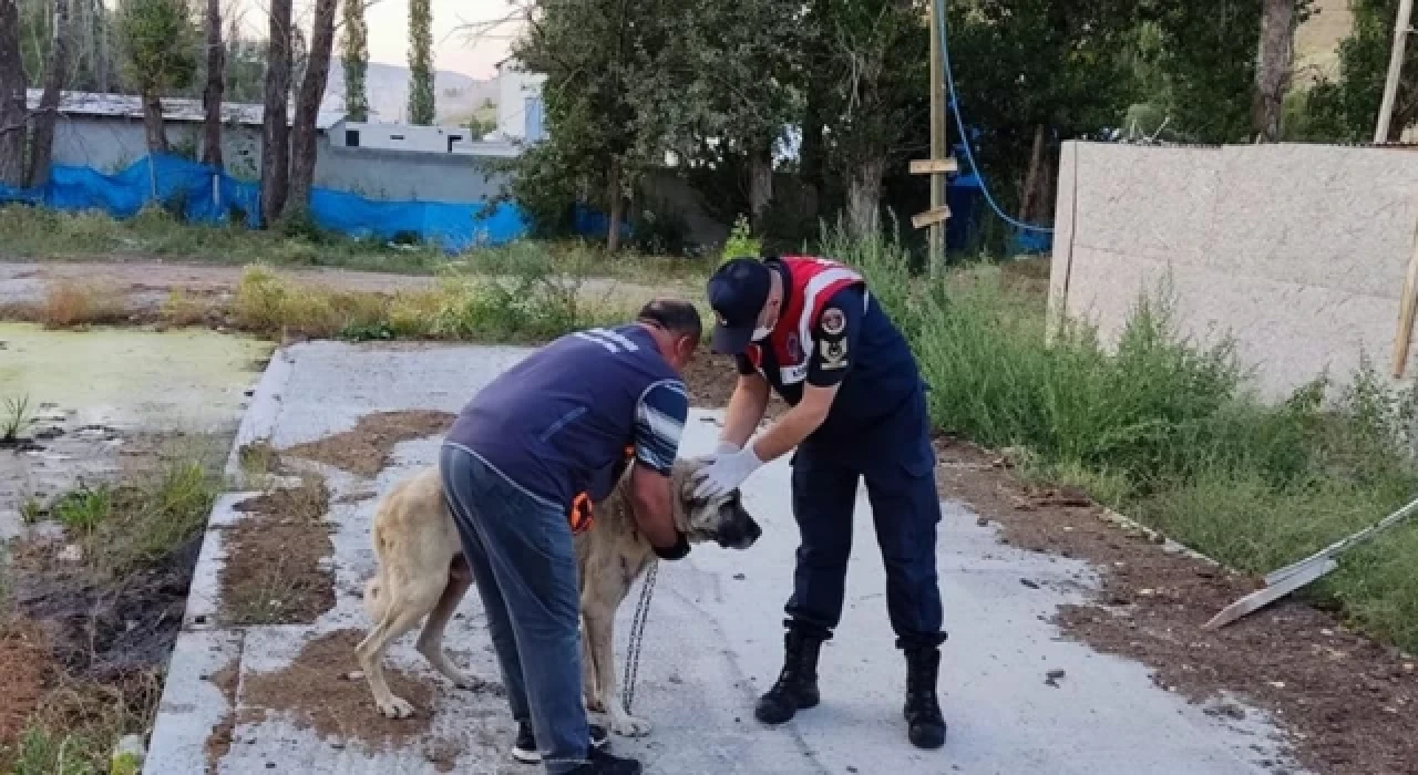 Sivas'ta köpeklerini aç ve susuz bırakan kişiye idari para cezası