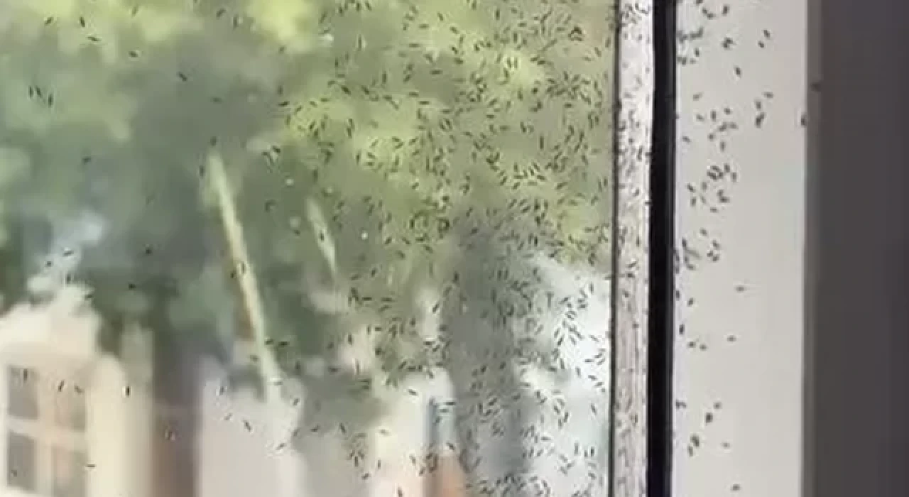 Tekirdağ'da 'kör sinek' istilası