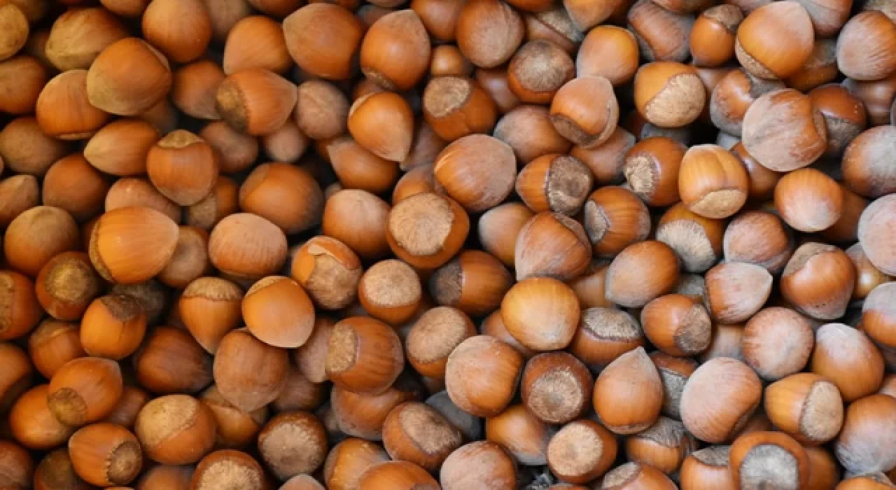 Toprak Mahsülleri Ofisi fındık alım fiyatlarını açıkladı