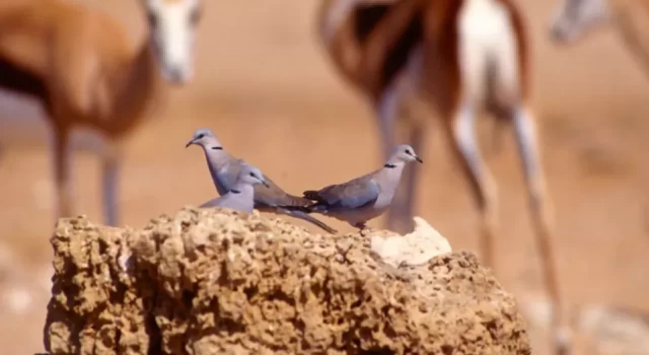 Türkiye'de nesli tehlike altındaki türler neden avlanıyor?
