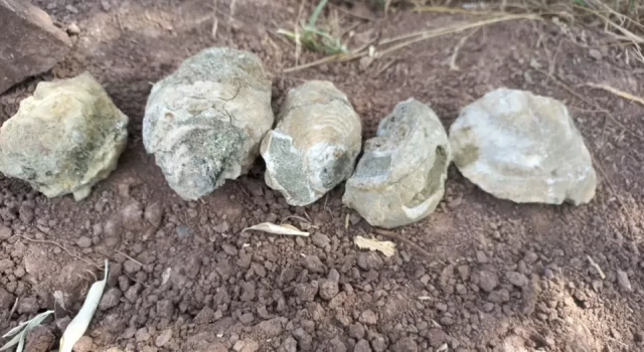 Yozgat'ta deniz fosilleri bulundu