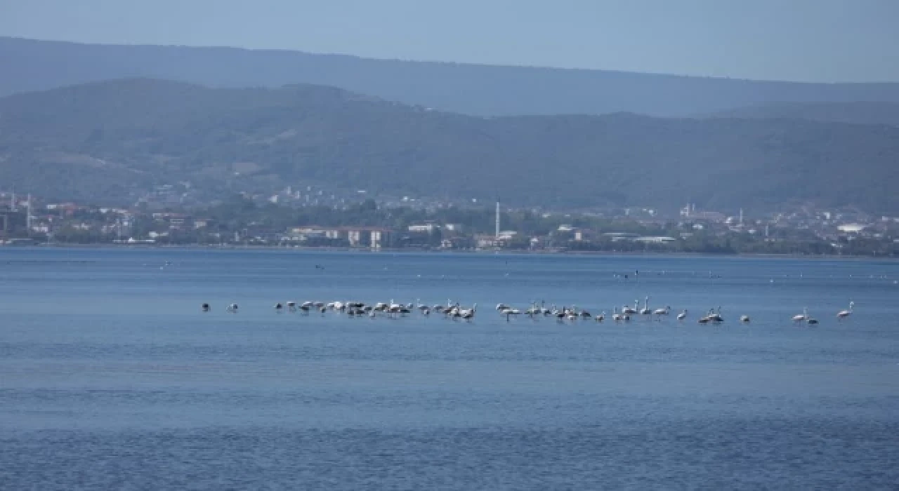 Flamingolar İzmit Körfezi’nde...
