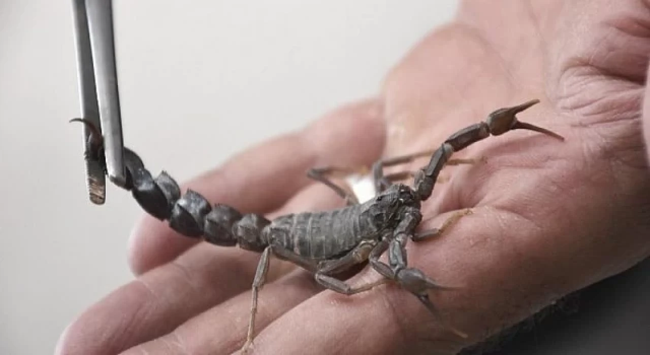 Harran Üniversitesi’nden Akrep Zehrinden Meme Kanseri İlacı