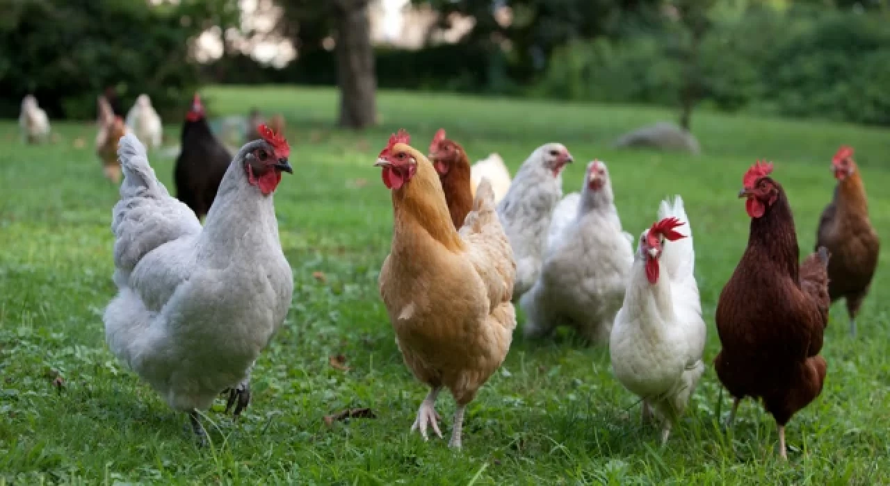 TÜİK: Tavuk eti üretimi yüzde 16,5 arttı