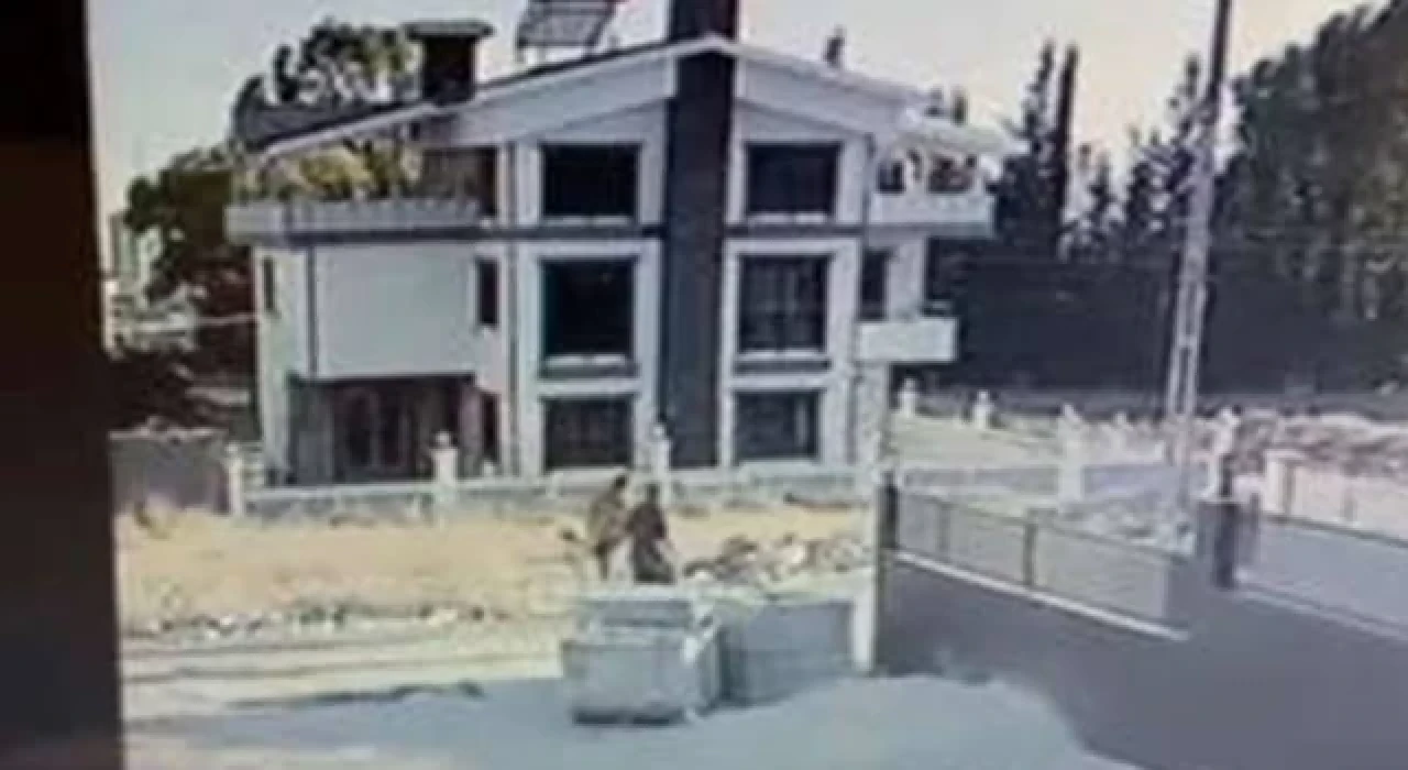 Yavru köpeği tüfekle katleden  şahıs ifadesi alındıktan sonra serbest bırakıldı