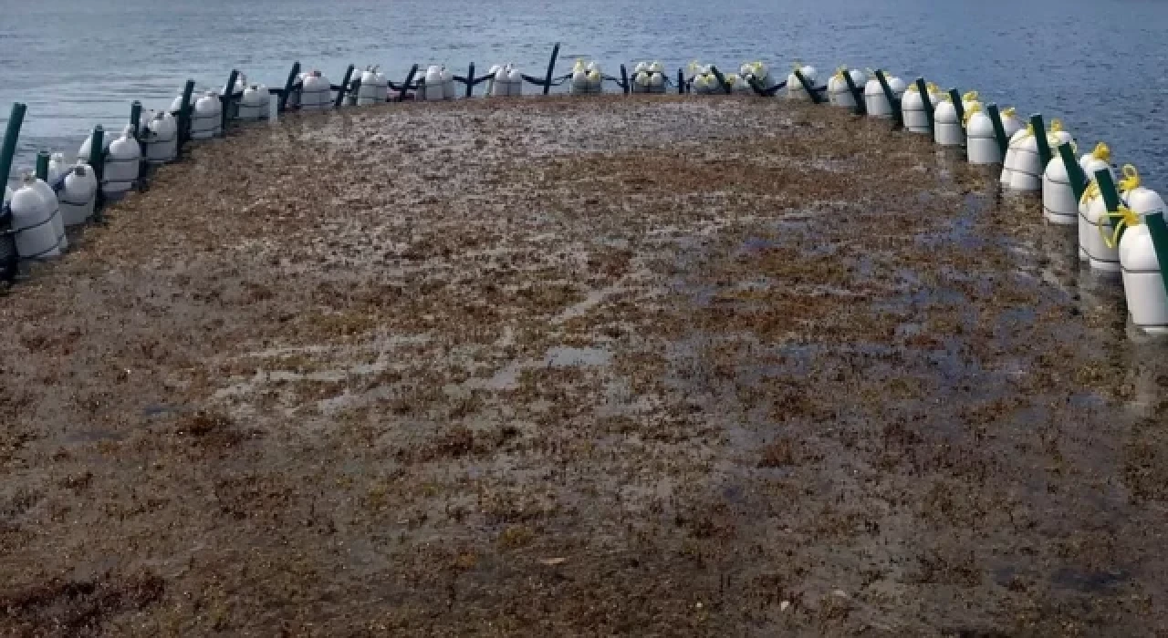 Dev yosun tarlaları küresel ısınmayı yavaşlatabilir mi?