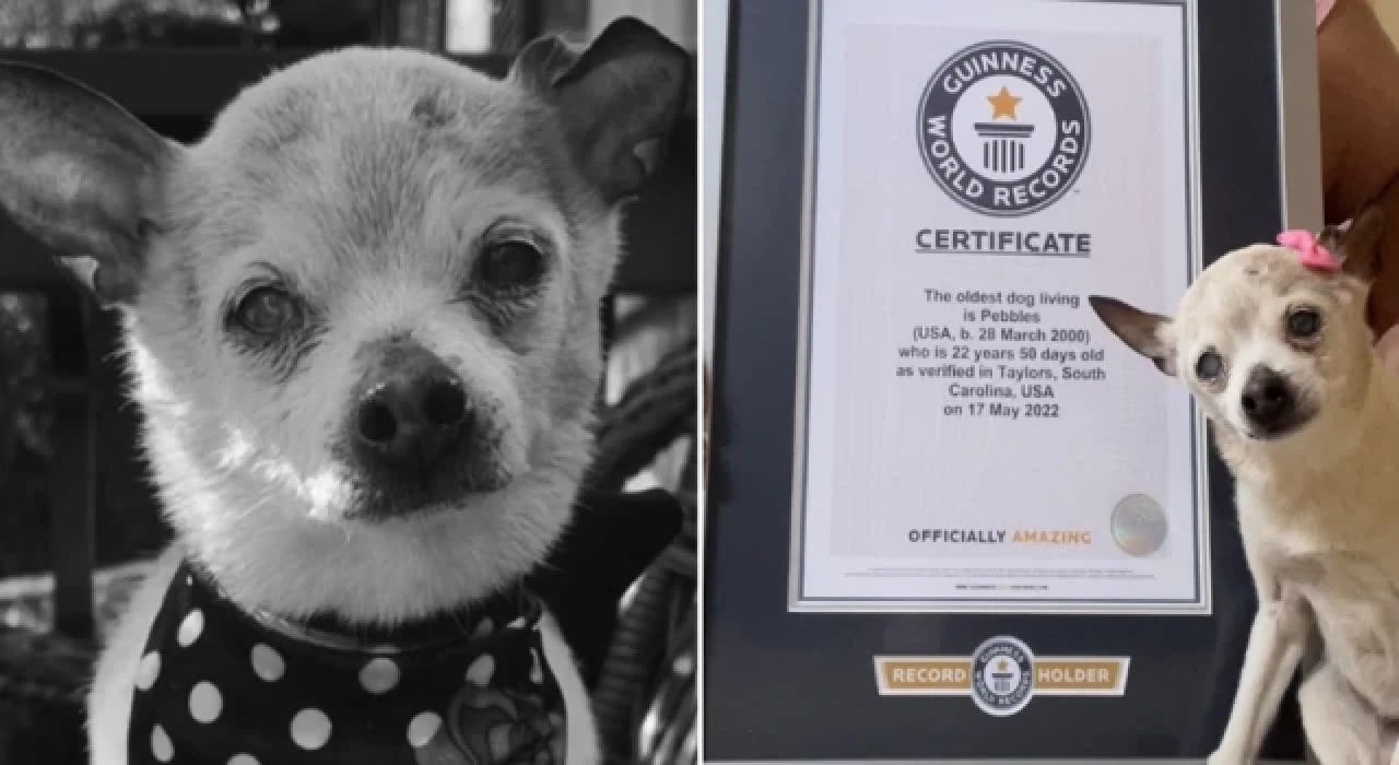 Dünyanın en yaşlı köpeği Pebbles hayatını kaybetti
