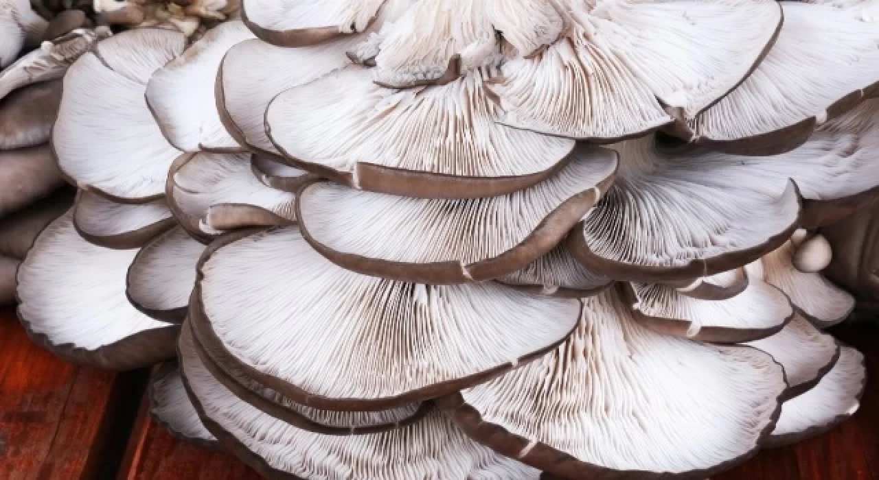 Sakarya’da istiridye mantarı üretilecek tesiste çalışmalar başladı