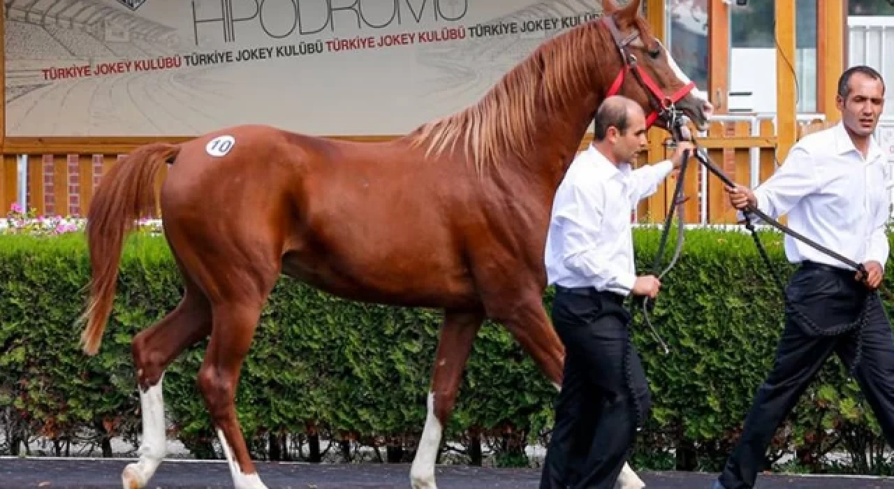 Şampiyon atın iki yavrusu rekor fiyatla satıldı