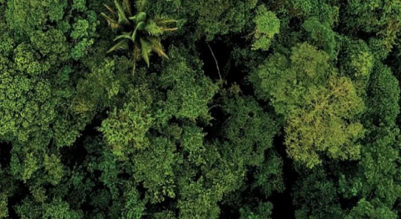 Teknosa Hatıra Ormanı e-atıklarla büyüyecek