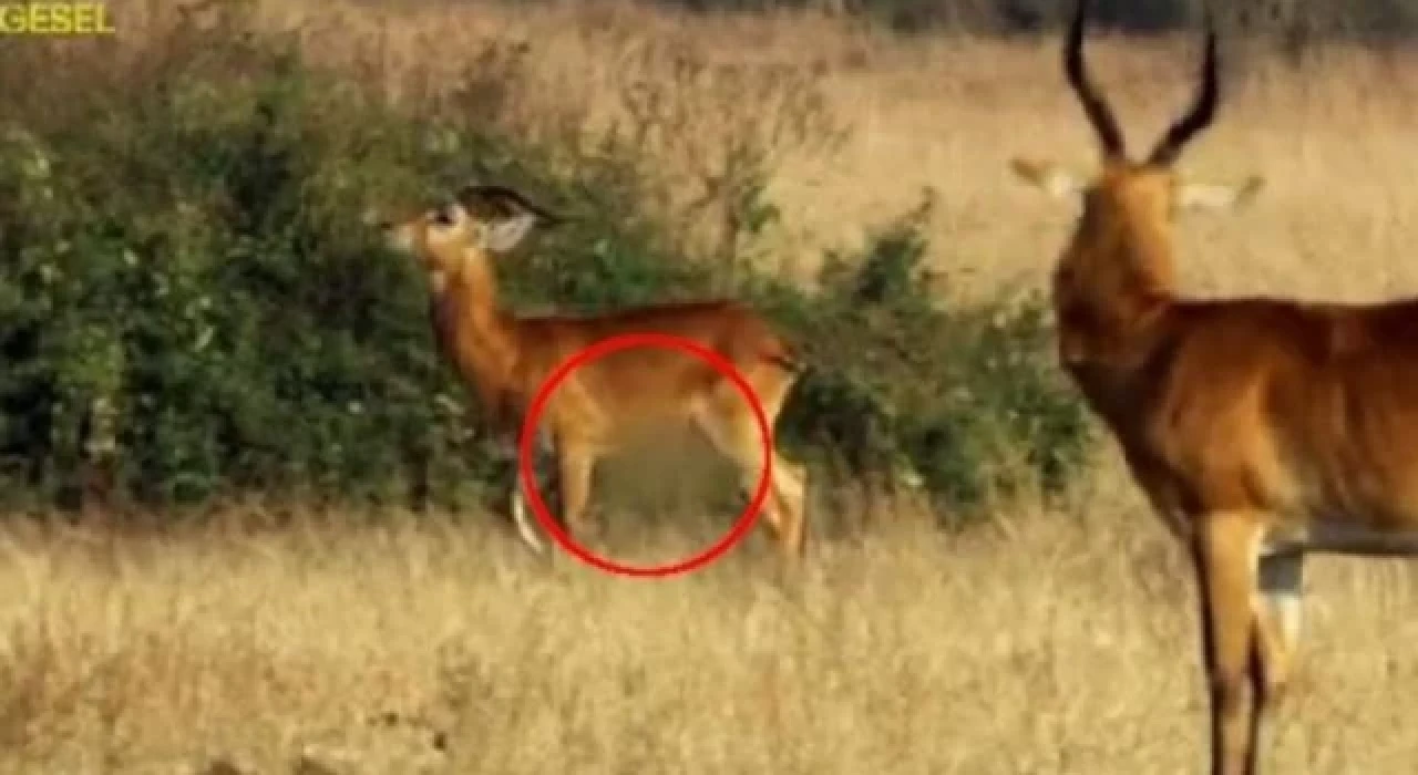 TRT belgeselinde antilopların cinsel organı sansürlendi
