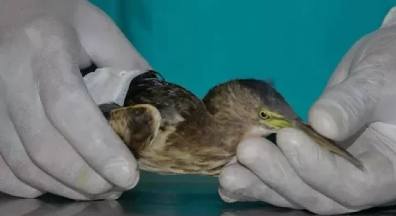 Türkiye'de ilk kez görüldü: Yeşil sırtlı balıkçıl