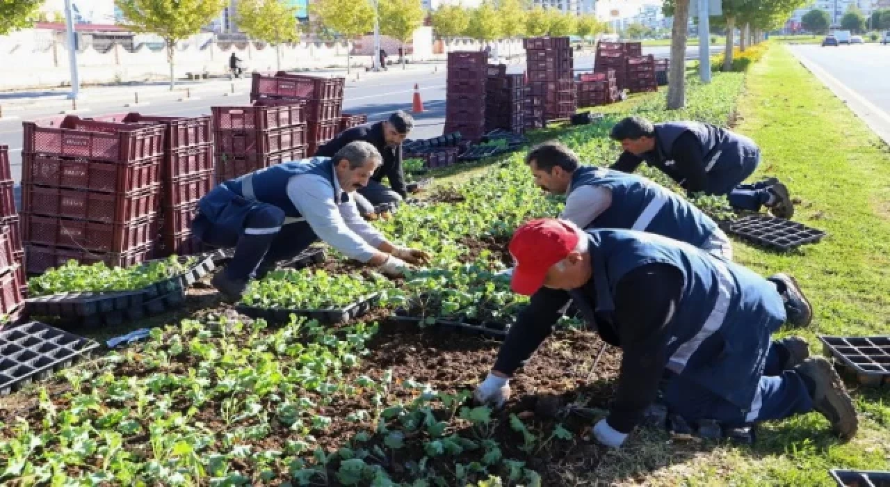 1 milyon 200 bin mevsimlik çiçek dikiliyor