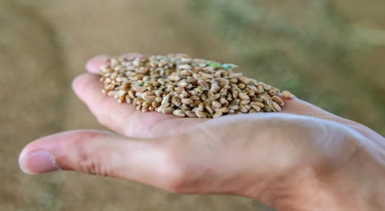 İstanbul Silivri’den 2023 paket ’milli hibrit’ ayçiçek tohumu