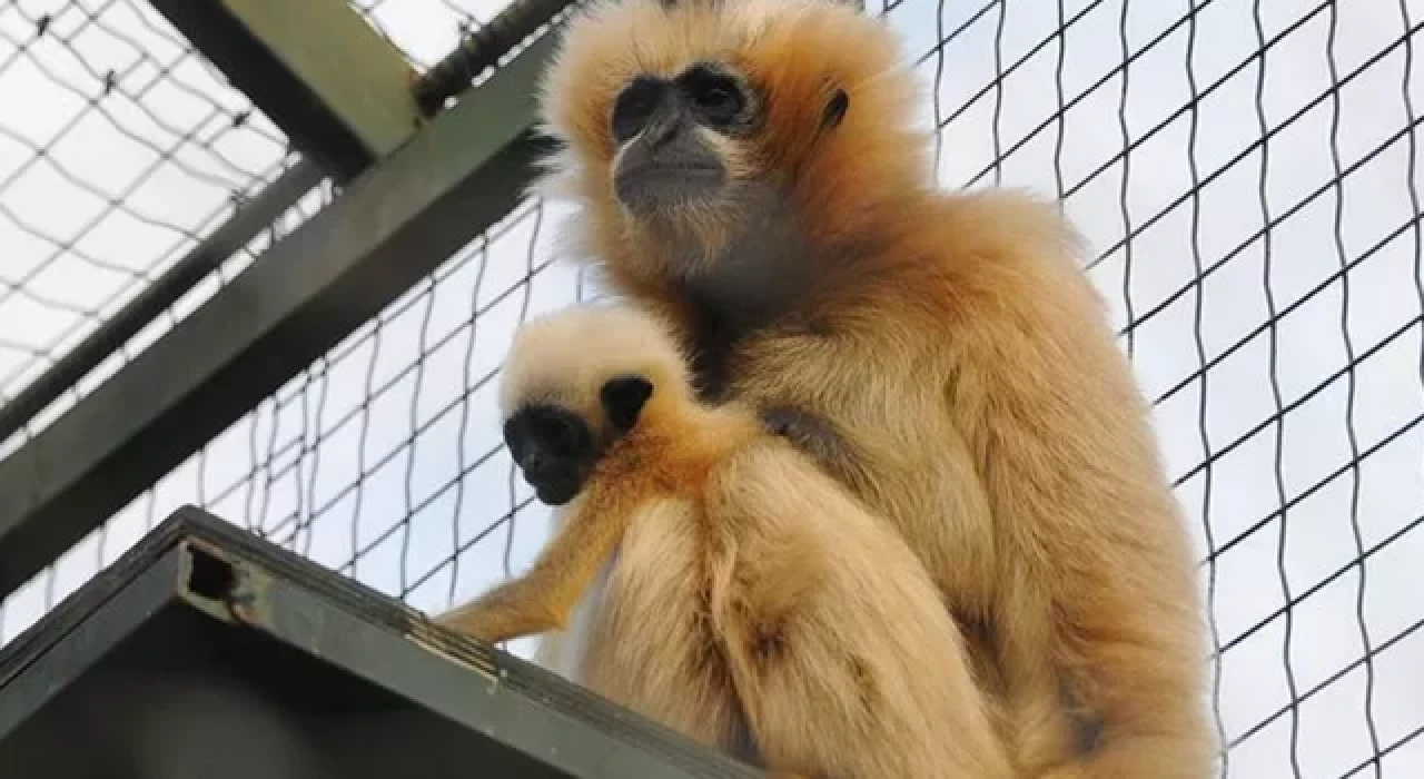 Nesli tükenmekte olan gibon çiftinin yavrusu dünyaya geldi