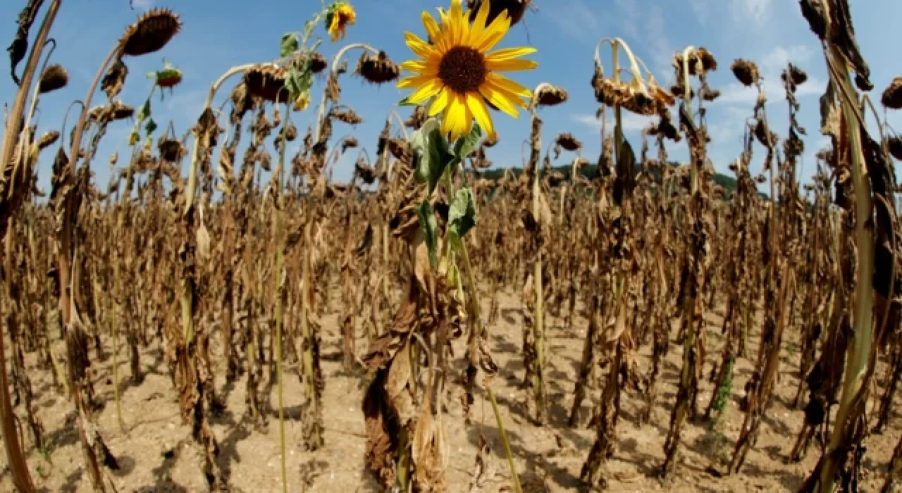 Trakya son yılların en kurak ekim ayını yaşadı