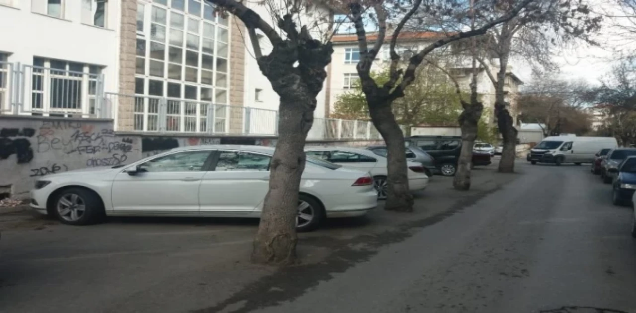 Afyonkarahisar’da otopark için ağaçların köküne asfalt döktüler!